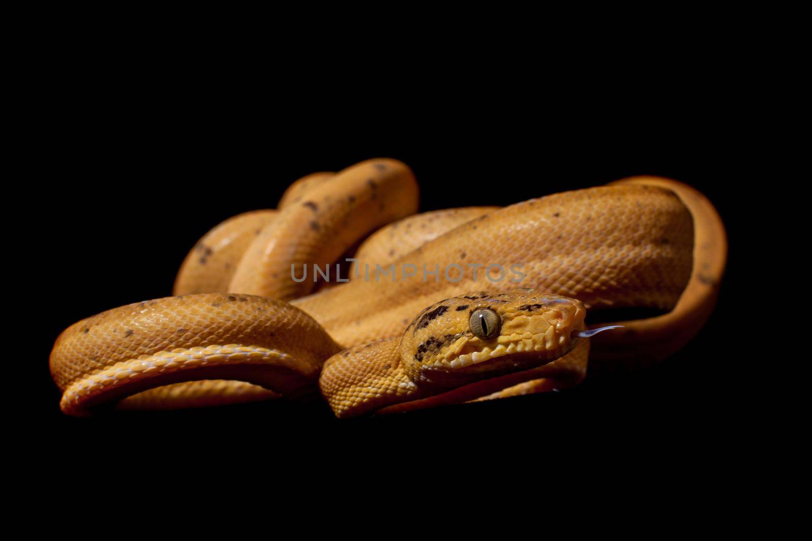 Red Amazon tree boa, corallus hortulanus, isolated on black background