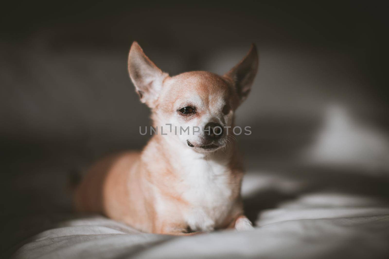 Eyeless Chihuahua dog, 12 years old on a bed by RosaJay