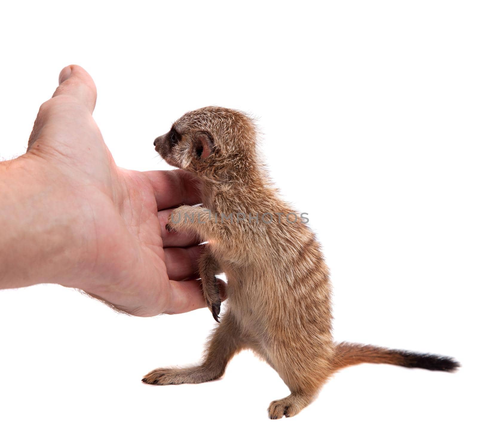 The meerkat or suricate cub, 1 months old, on white by RosaJay