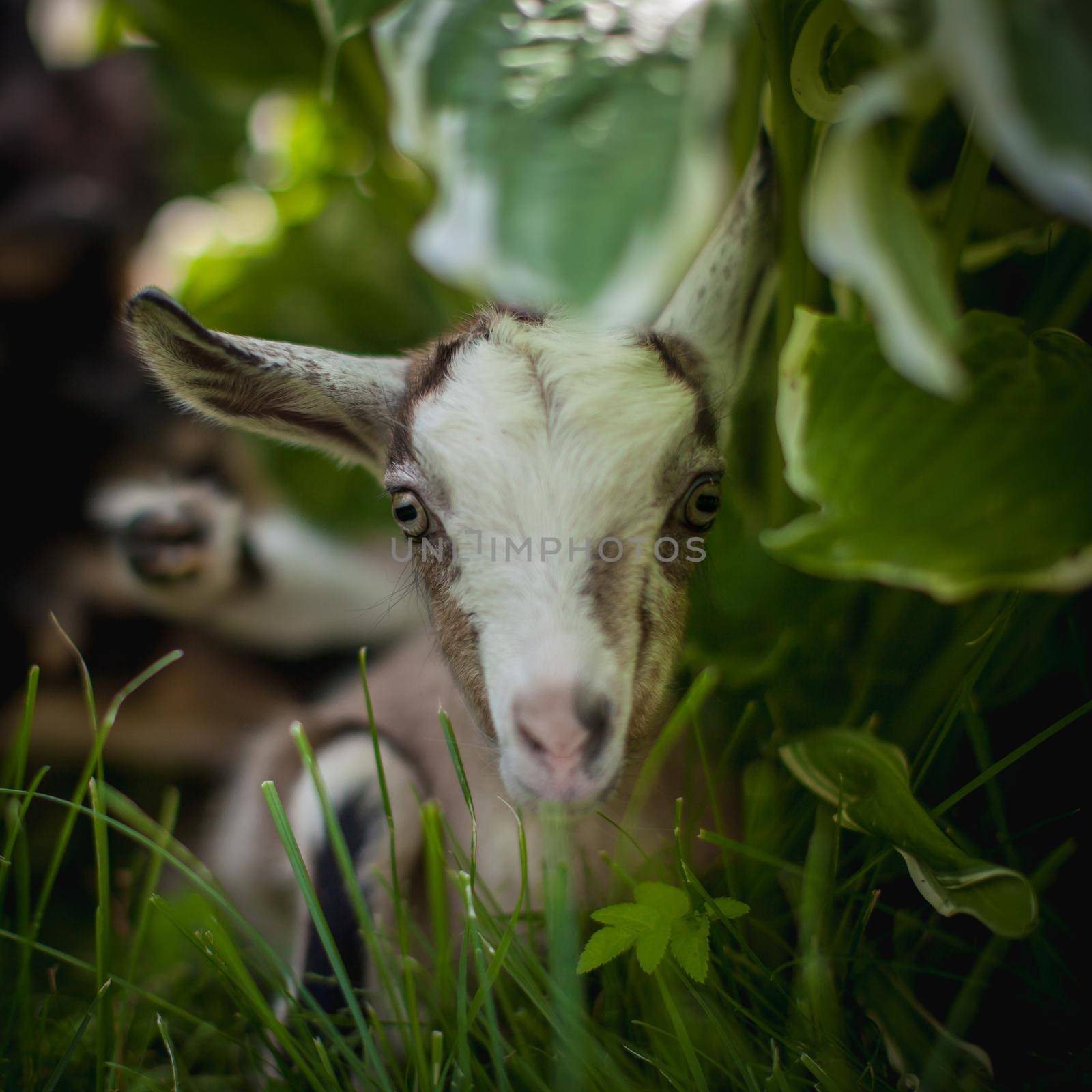 Cute young grey goatling standing in a garden