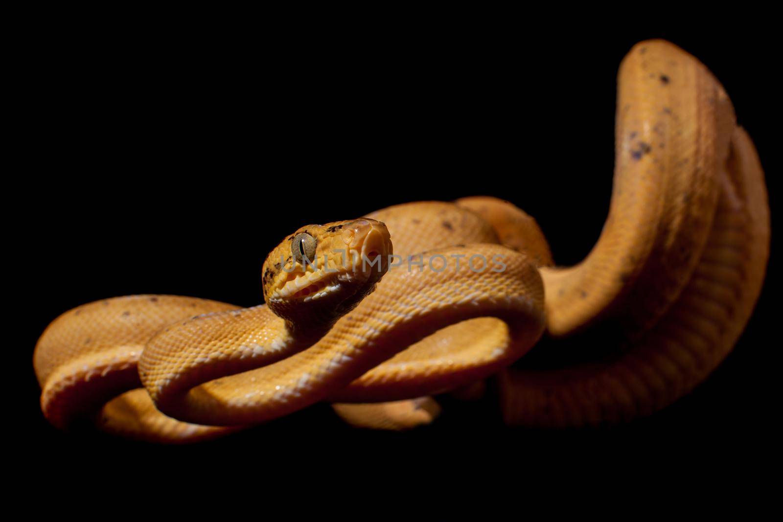 Red Amazon tree boa isolated on black by RosaJay