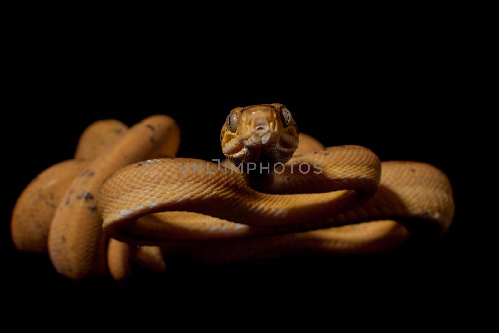 Red Amazon tree boa, corallus hortulanus, isolated on black background