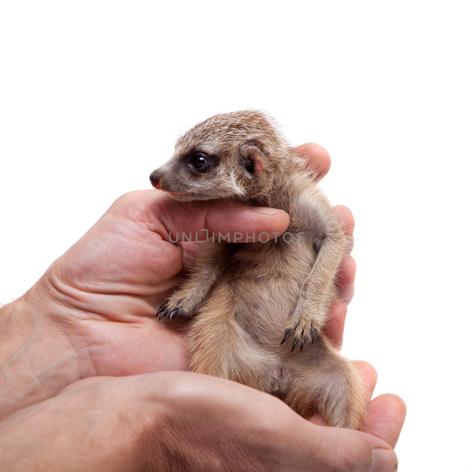 The meerkat or suricate cub, Suricata suricatta, isolated on white