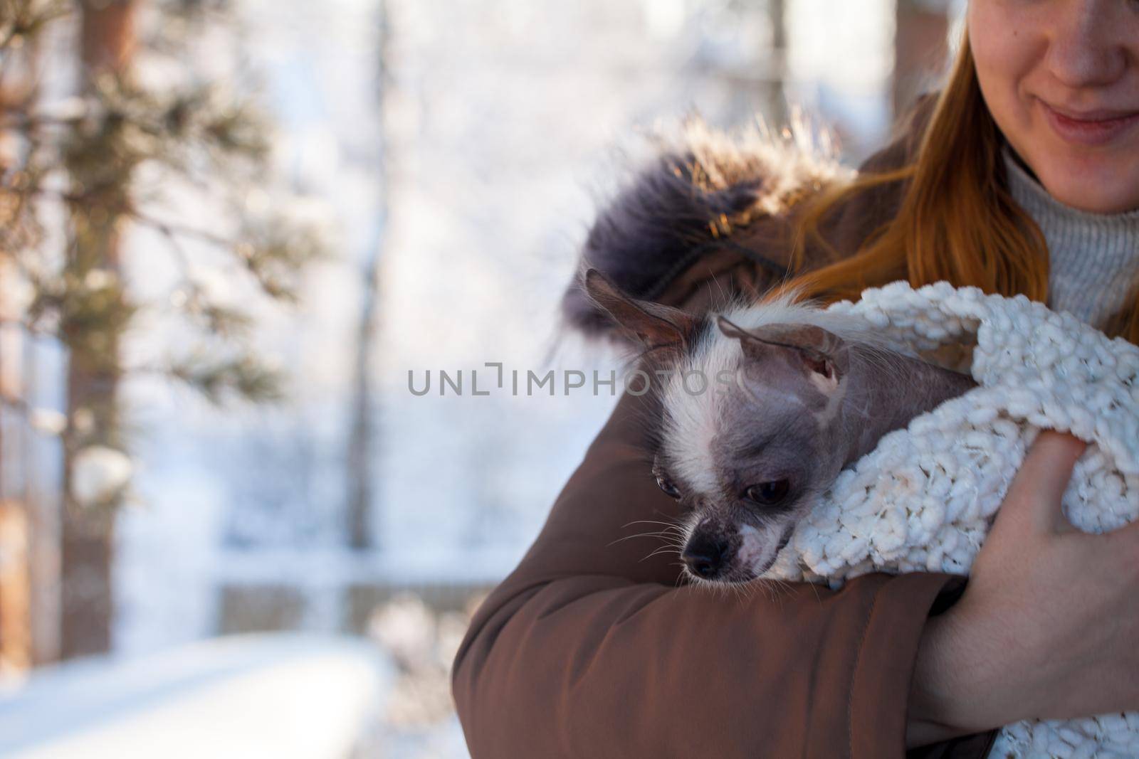 Peruvian hairless and chihuahua mix dog portrait in the winter field