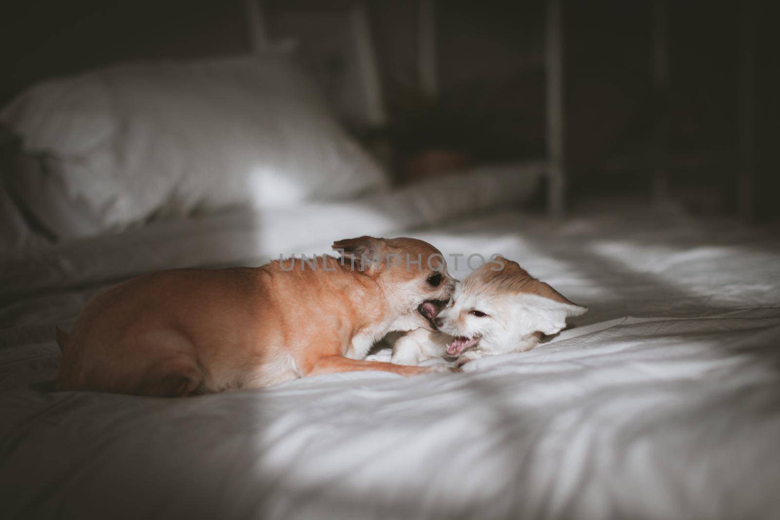 Pretty Fennec fox cub with chuhuahua dog by RosaJay