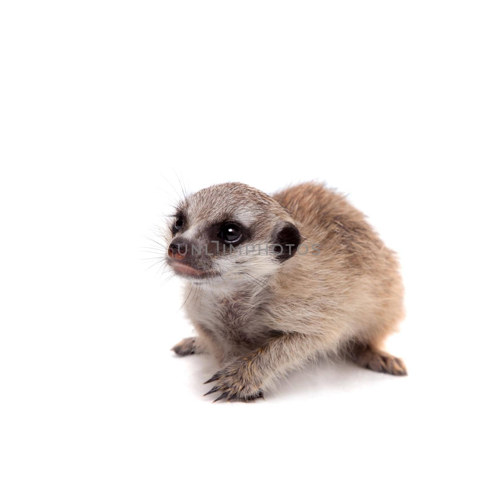 The meerkat or suricate cub, Suricata suricatta, isolated on white