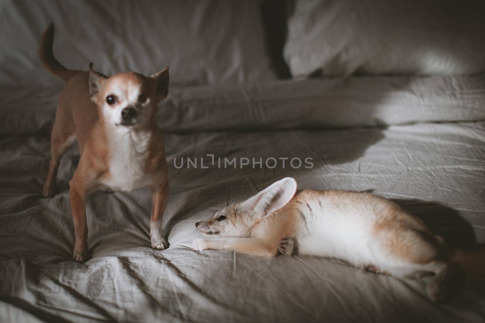 Pretty Fennec fox cub with chuhuahua dog by RosaJay