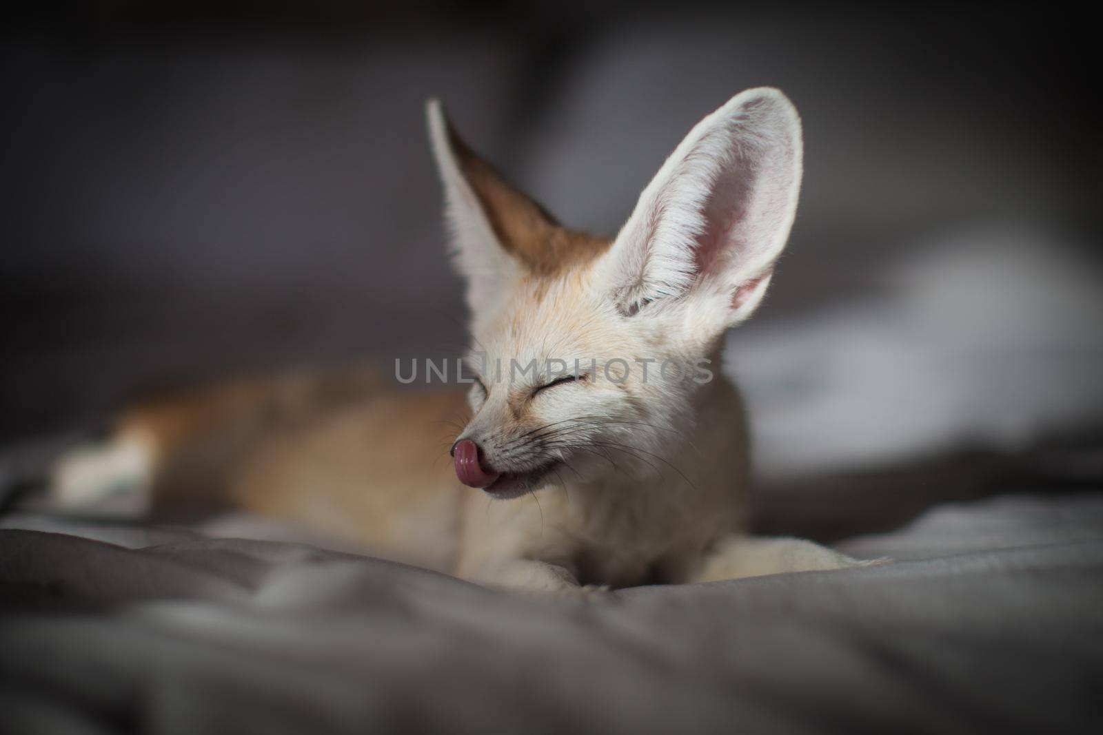 Pretty Fennec fox cub on brown backgorund with flowers