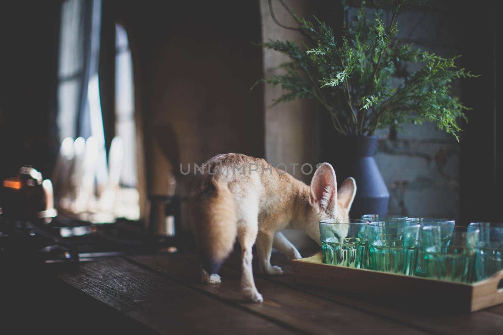 Pretty Fennec fox cub on brown backgorund with flowers