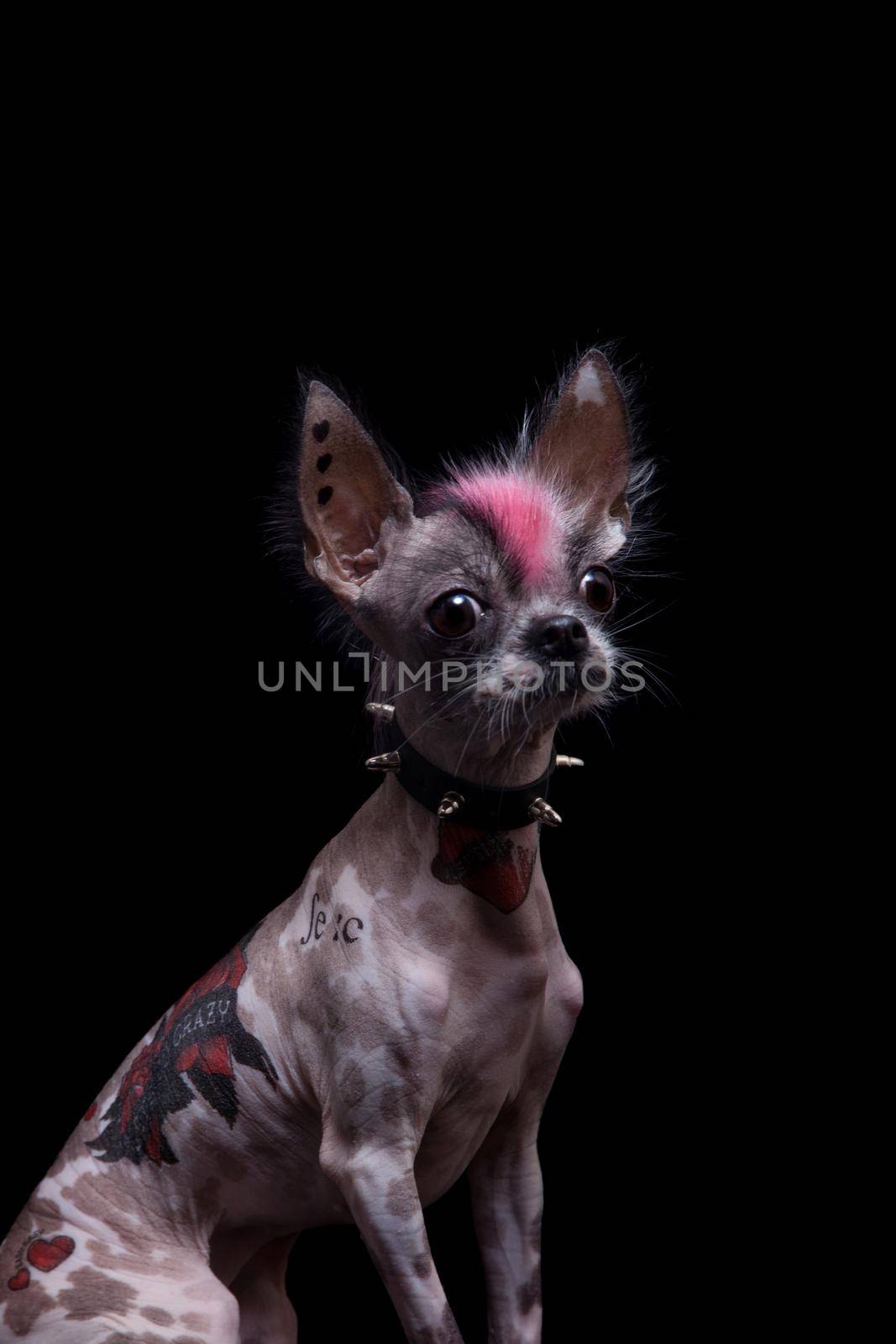 Punk style peruvian hairless and chihuahua mix dog with tattoo, isolated on black