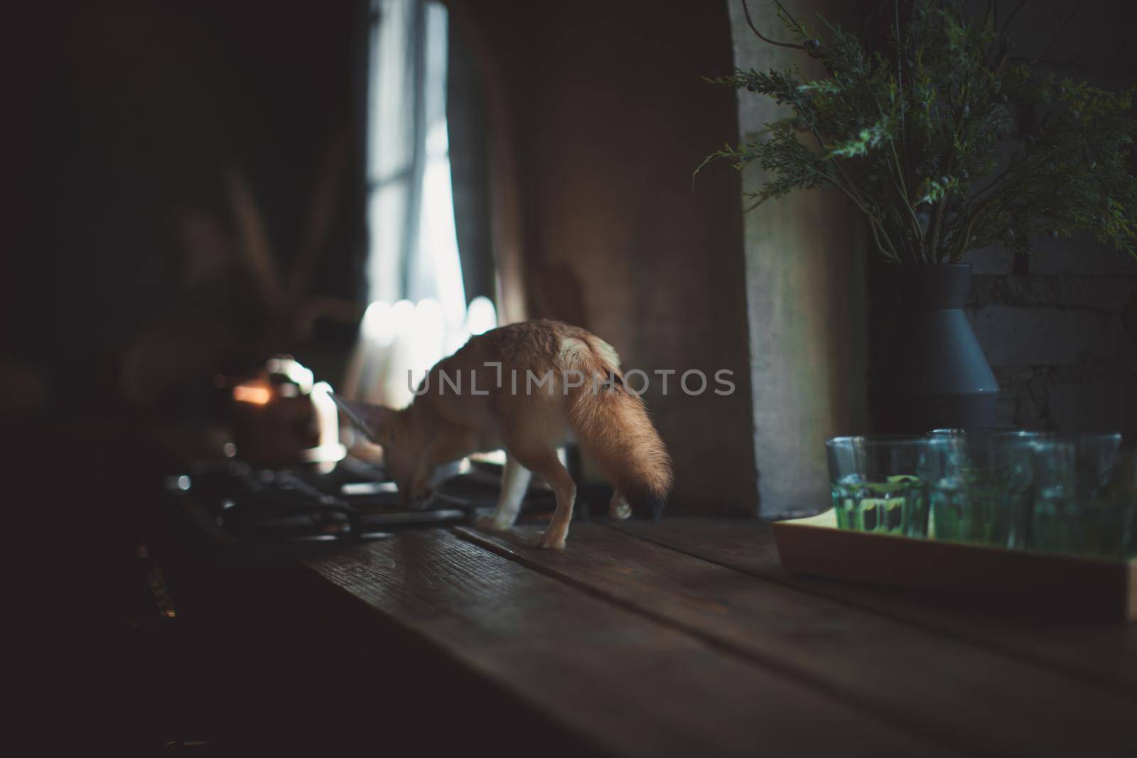 Pretty Fennec fox cub on brown backgorund with flowers