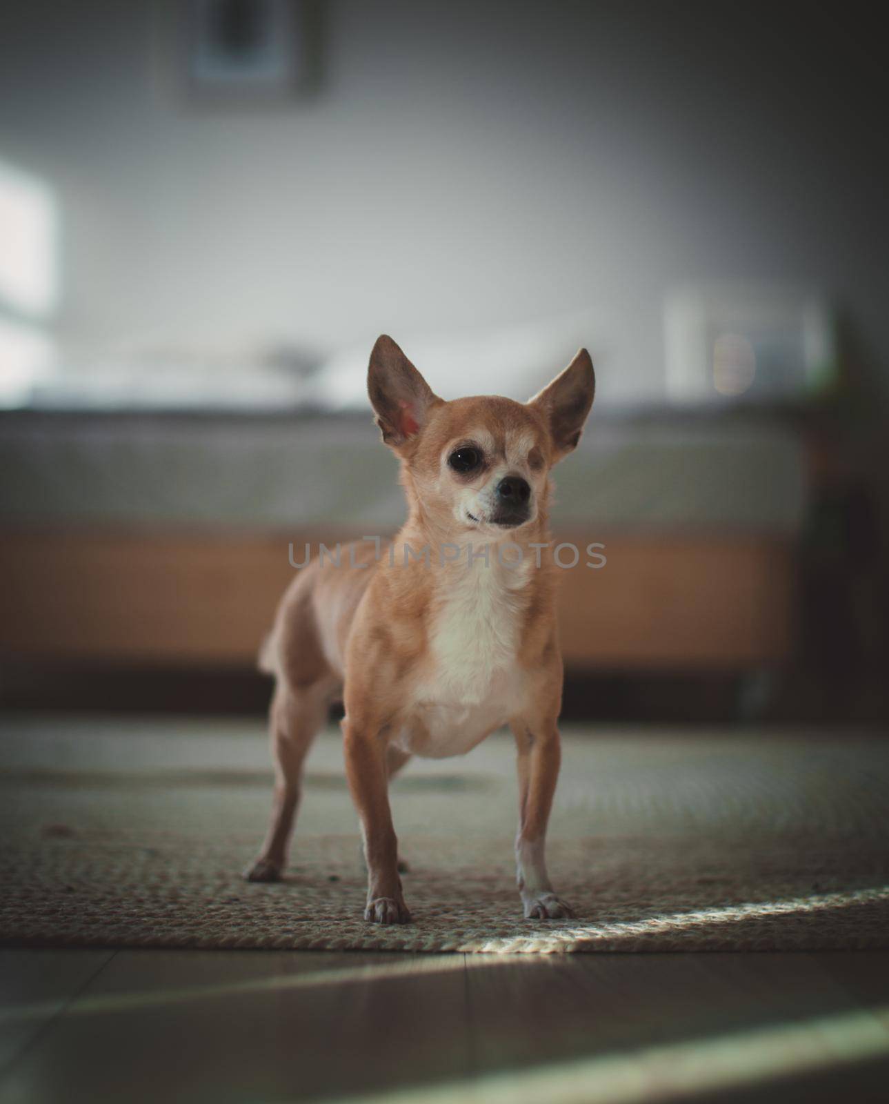 Eyeless Chihuahua dog, 12 years old on green grass