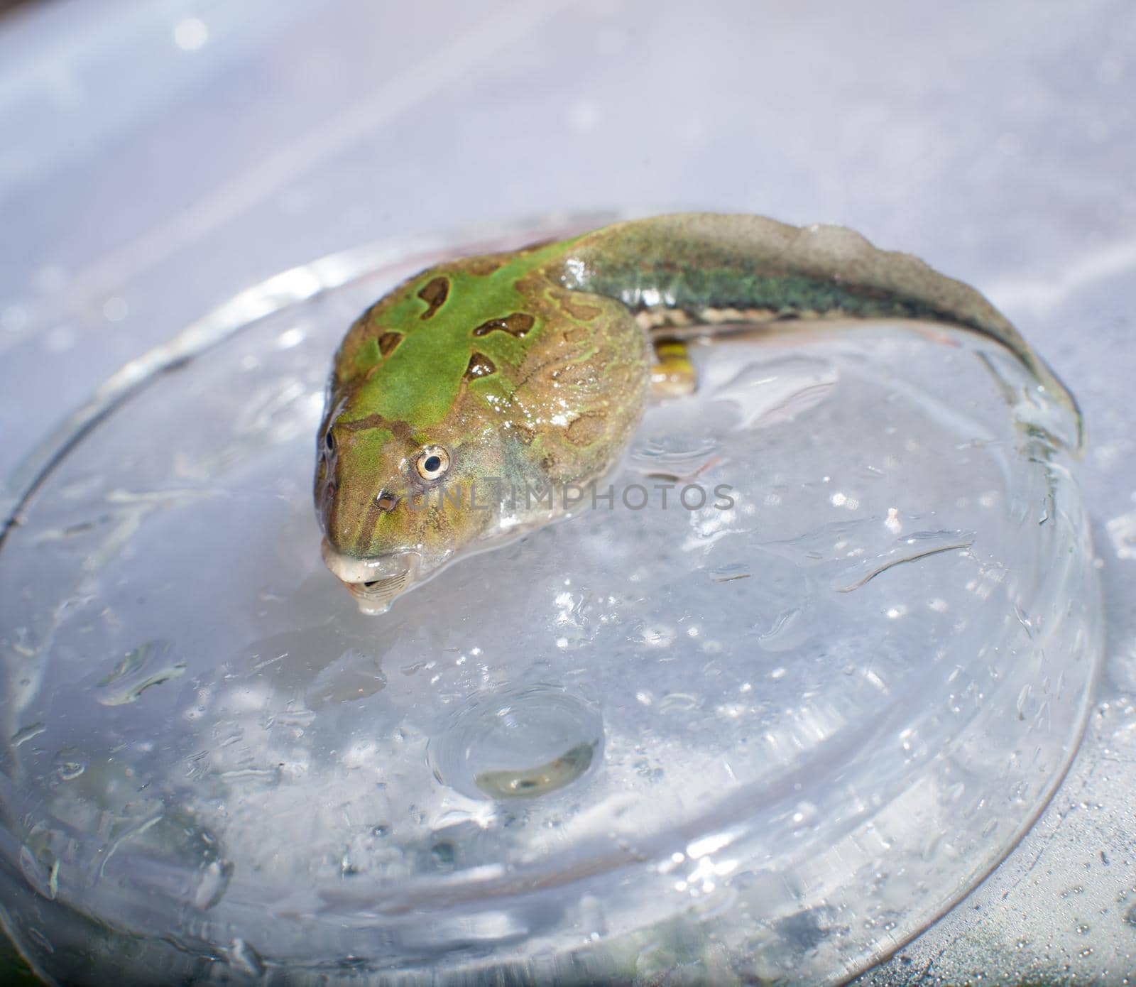 The Brazilian horned frog tadpole, Ceratophrys aurita