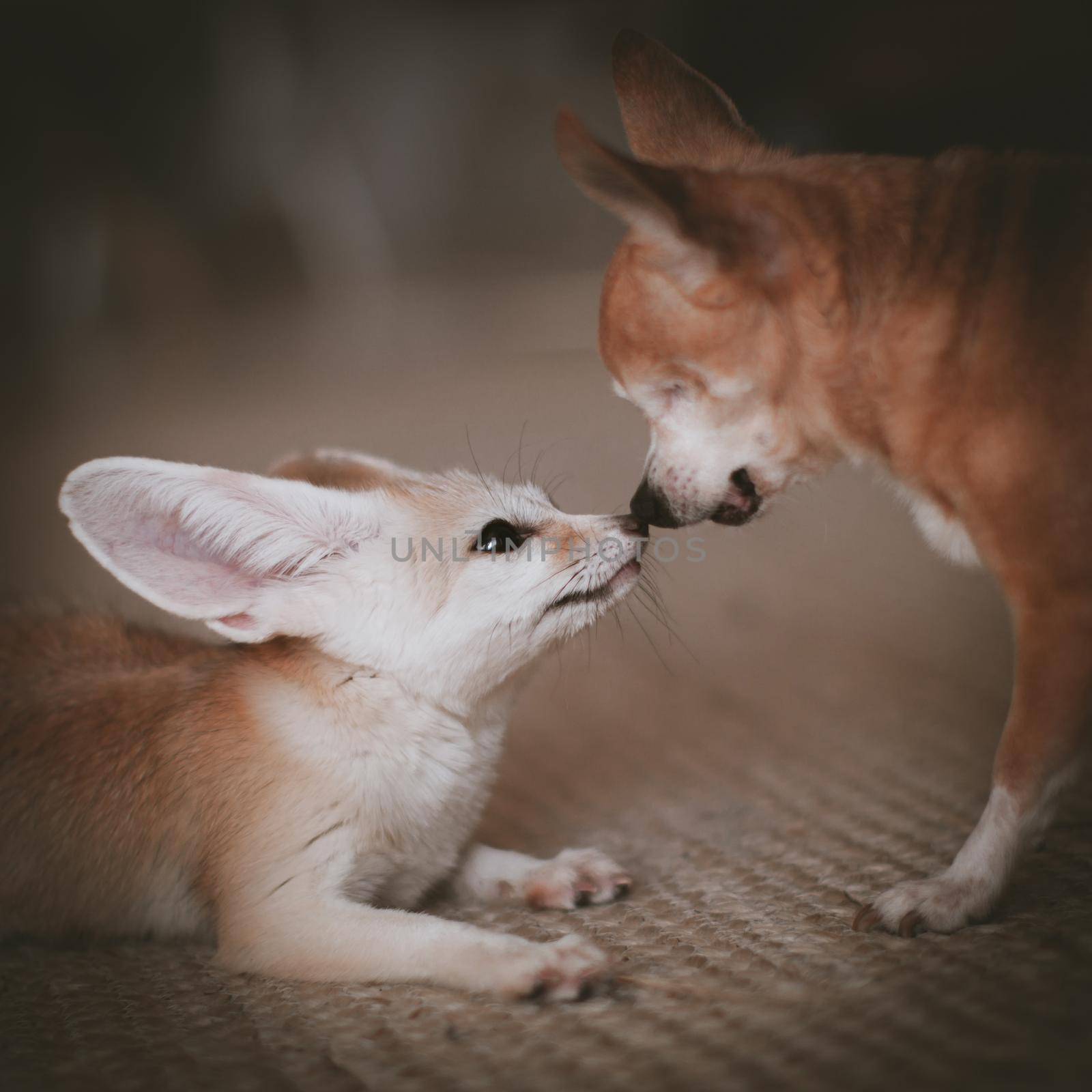 Pretty Fennec fox cub with eyeless chuhuahua dog