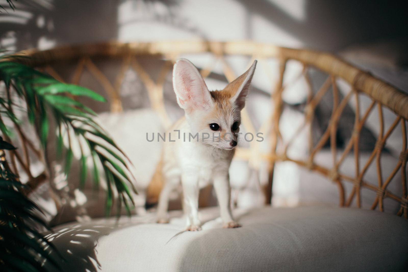 Sunny Pretty Fennec fox cub with plants on a chair