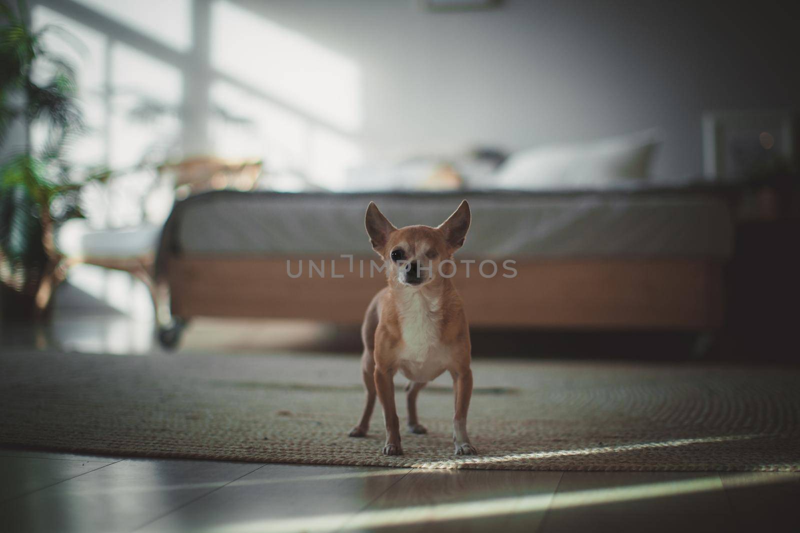 Eyeless Chihuahua dog, 12 years old on green grass