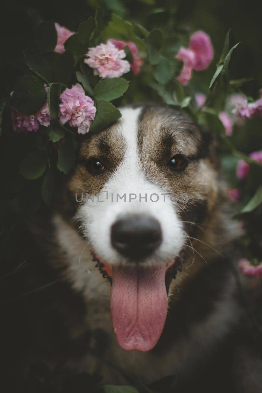 Mixed breed dog sitting in a garden with roses