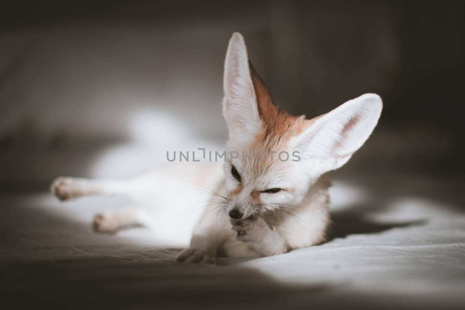 Pretty Fennec fox cub on brown backgorund with flowers