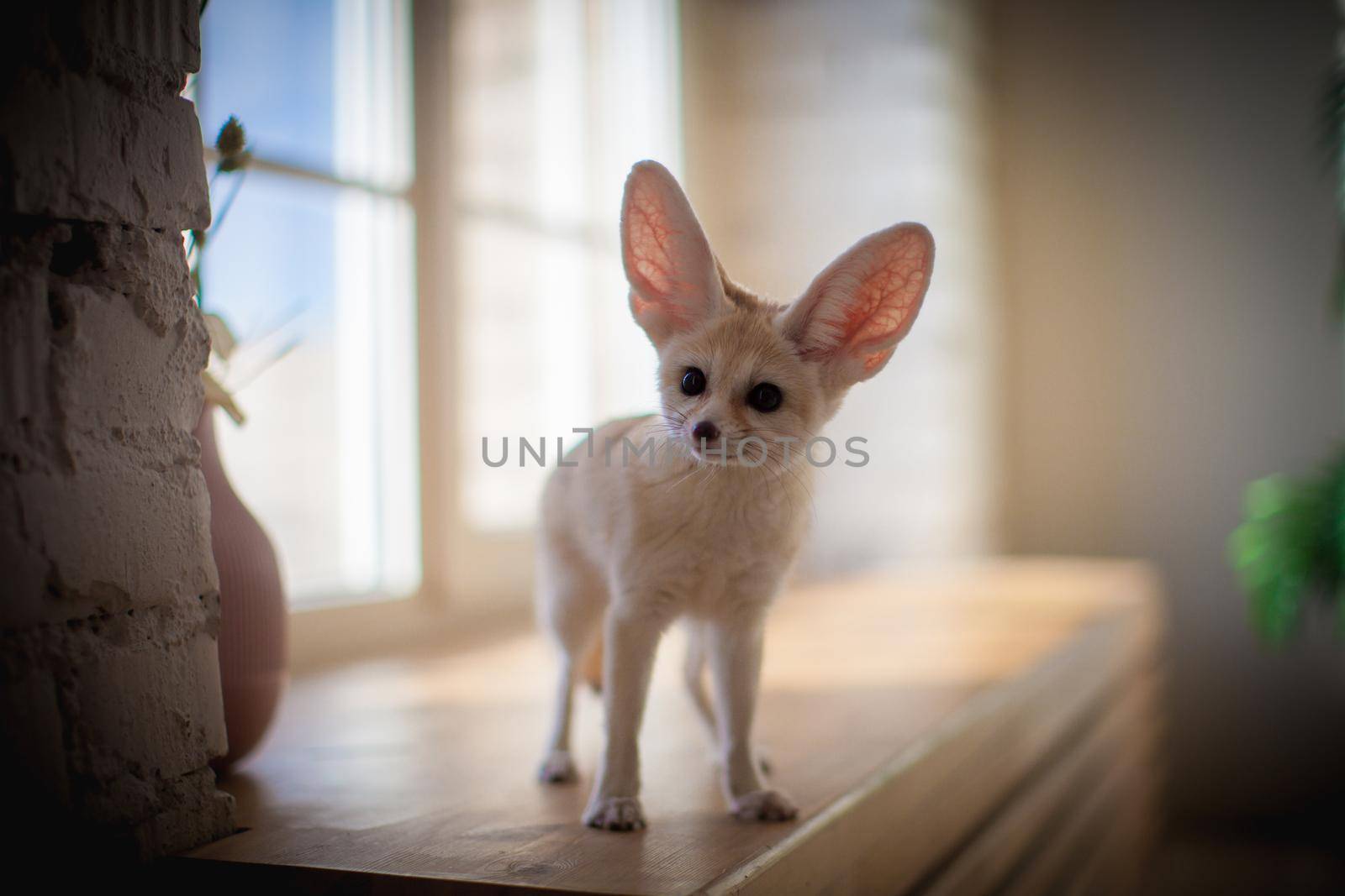 Pretty Fennec fox cub on brown backgorund with flowers