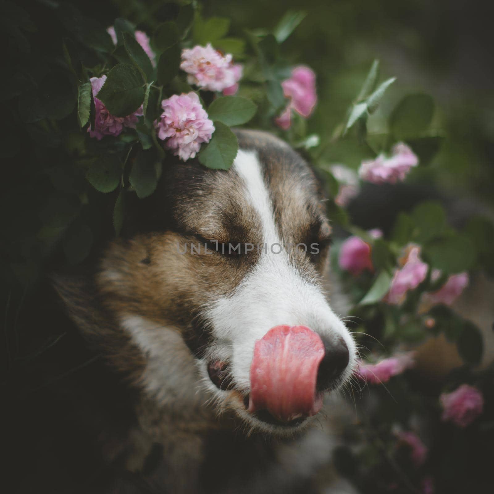 Mixed breed dog sitting in a garden with roses