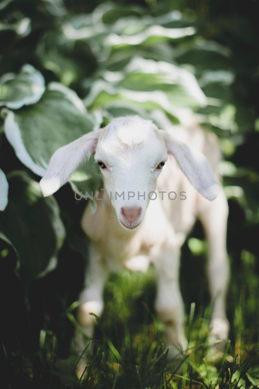 Cute young white goatling standing in a garden