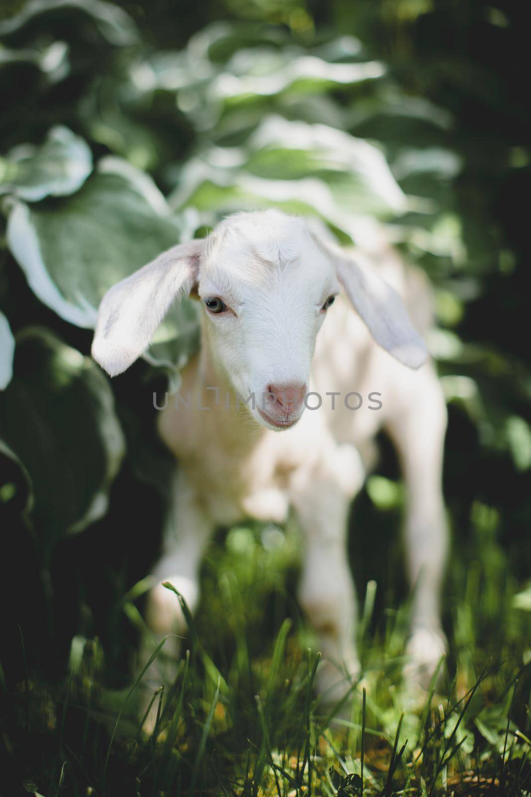 Cute young white goatling standing in a garden