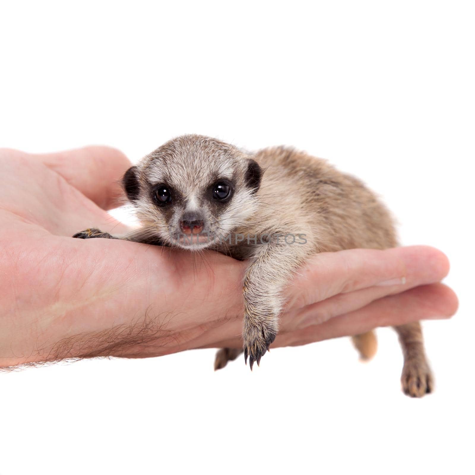 The meerkat or suricate cub, Suricata suricatta, isolated on white