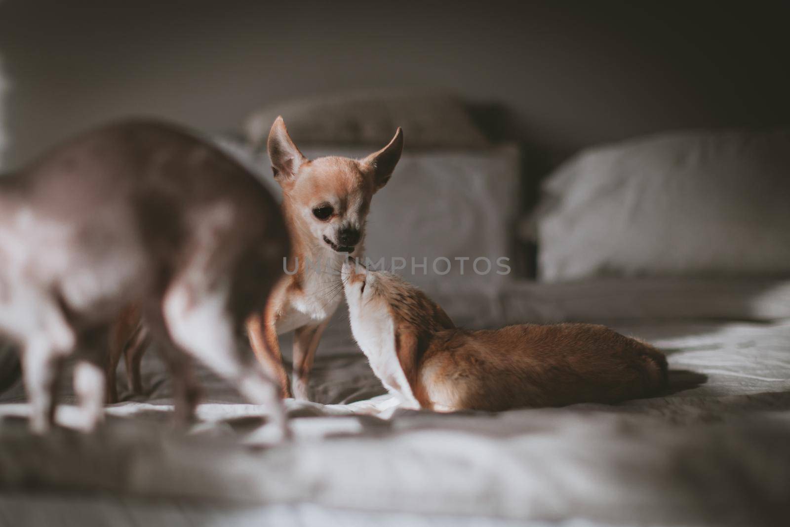 Pretty Fennec fox cub with eyeless chuhuahua dog