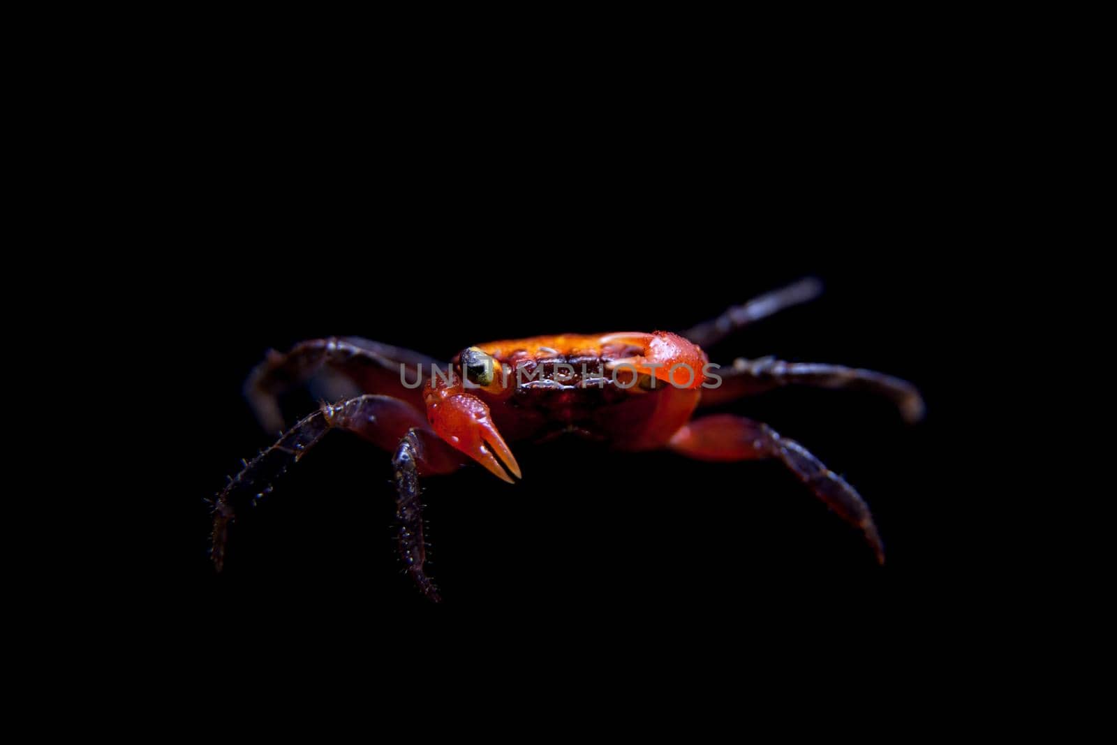 Little Red devil Crab, Geosesarma hagen, isolated on black background