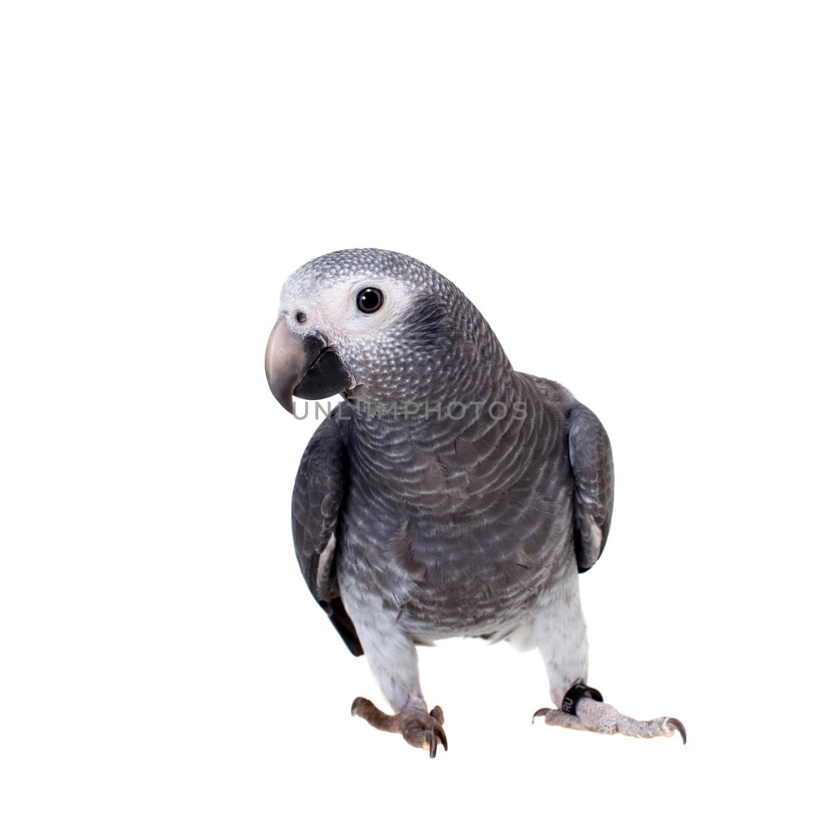 African Grey Parrot, Psittacus erithacus timneh, isolated on white background