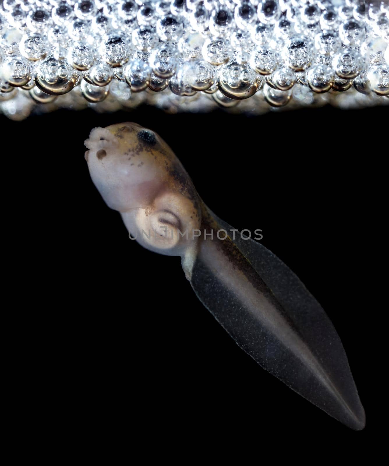 The Brazilian horned frog tadpole, Ceratophrys aurita