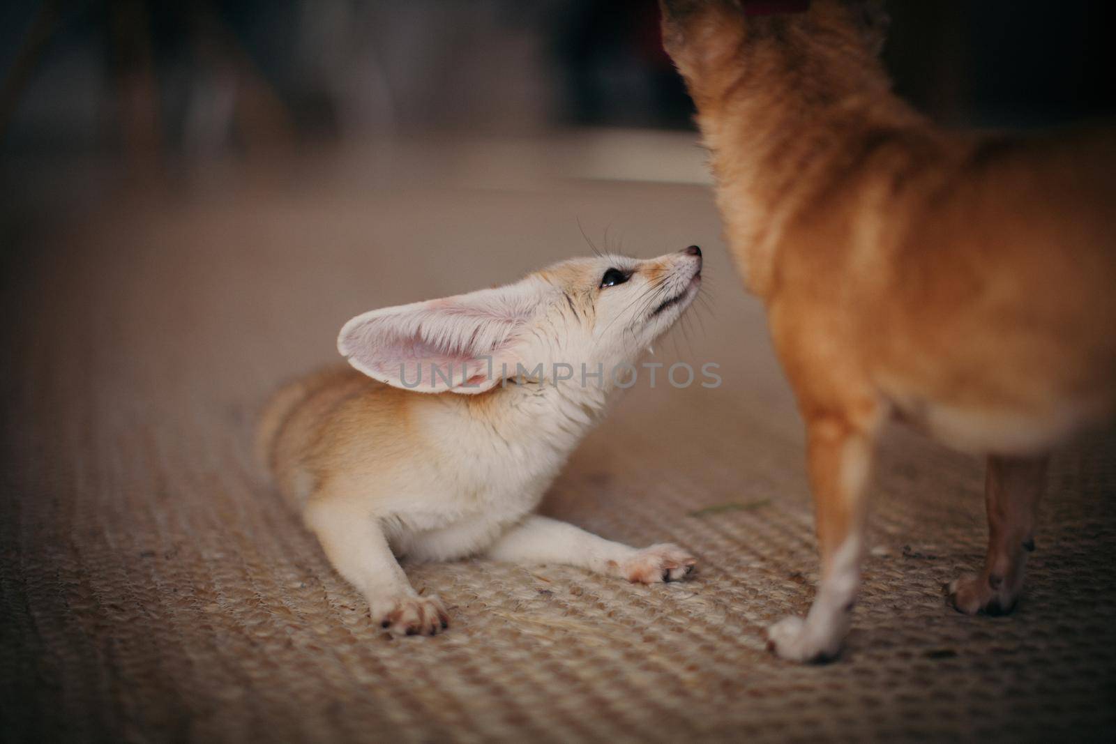 Pretty Fennec fox cub with eyeless chuhuahua dog