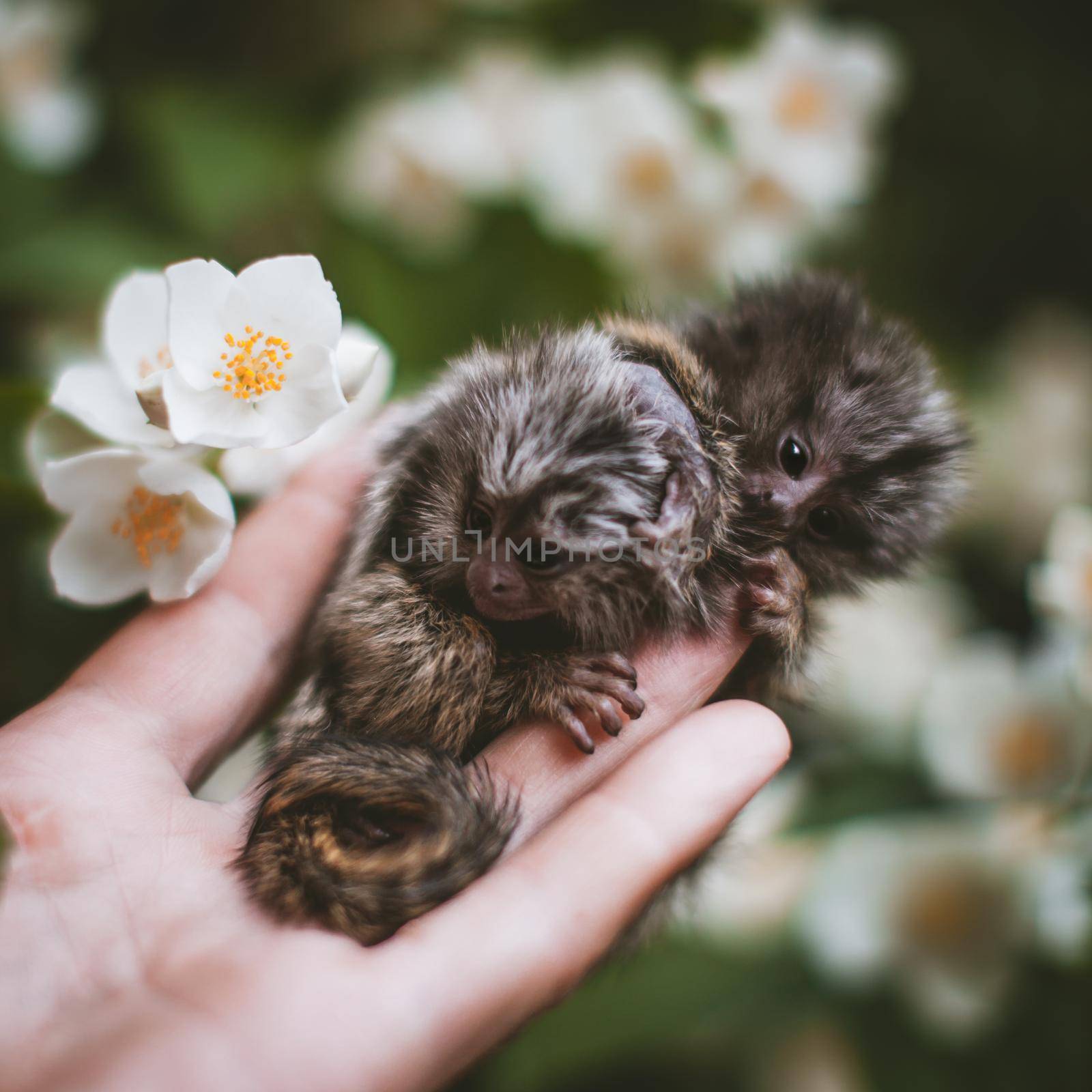 The common marmoset babies in summer garden on human hand by RosaJay