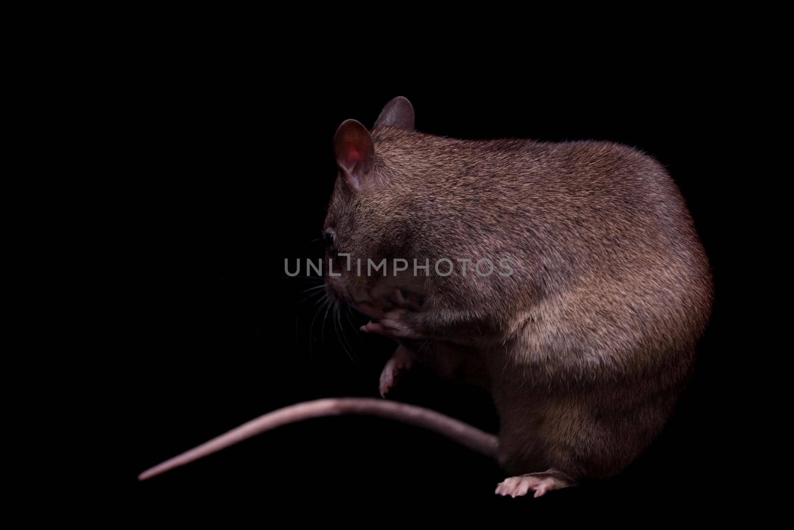 Gambian pouched rat, 3 years old, on black by RosaJay