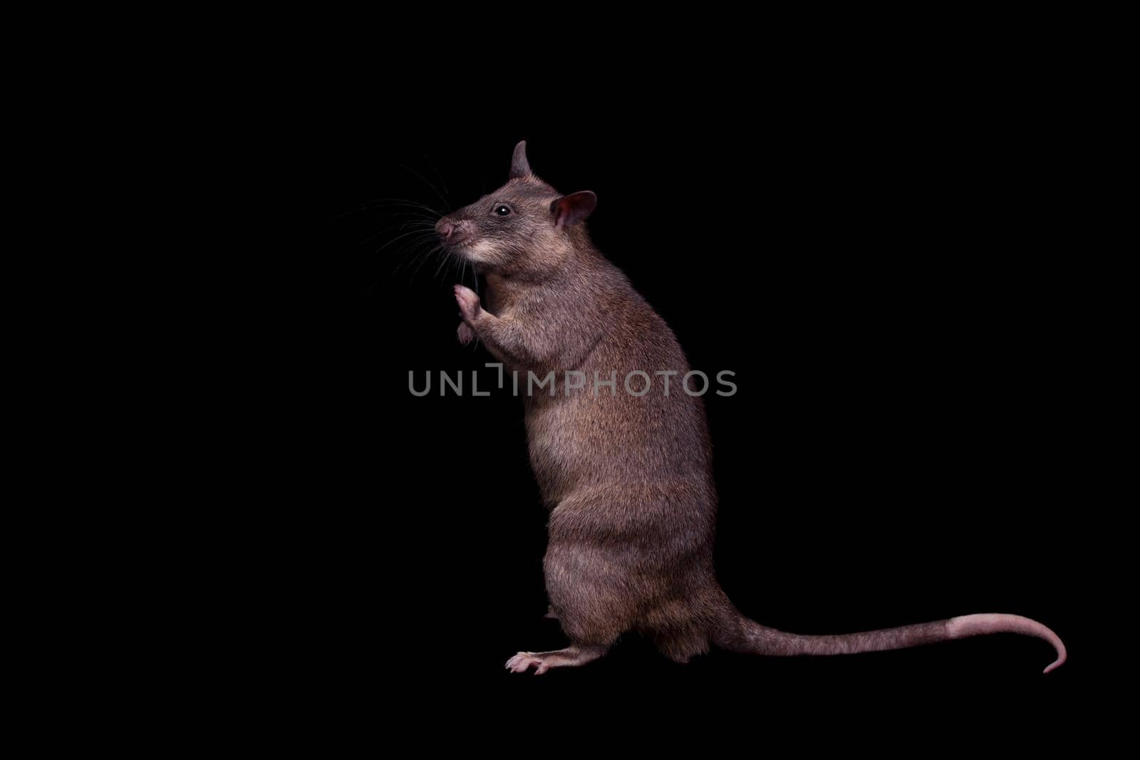 Gambian pouched rat, 3 years old, on black by RosaJay