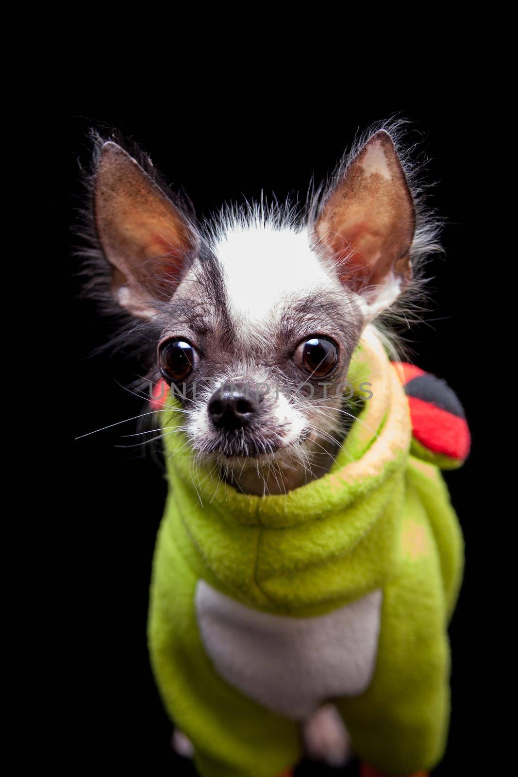 Peruvian hairless and chihuahua mix dog isolated on black background