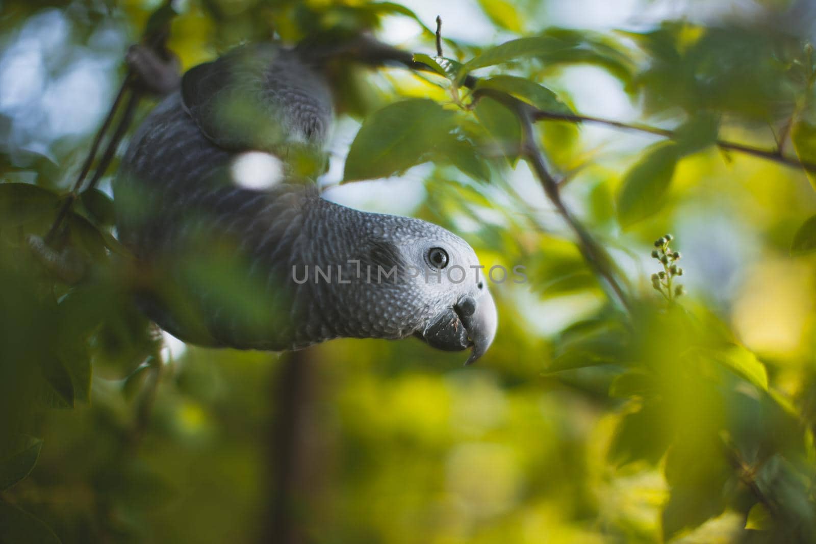 African Grey Parrot, Psittacus erithacus timneh, on a tree with green leaves