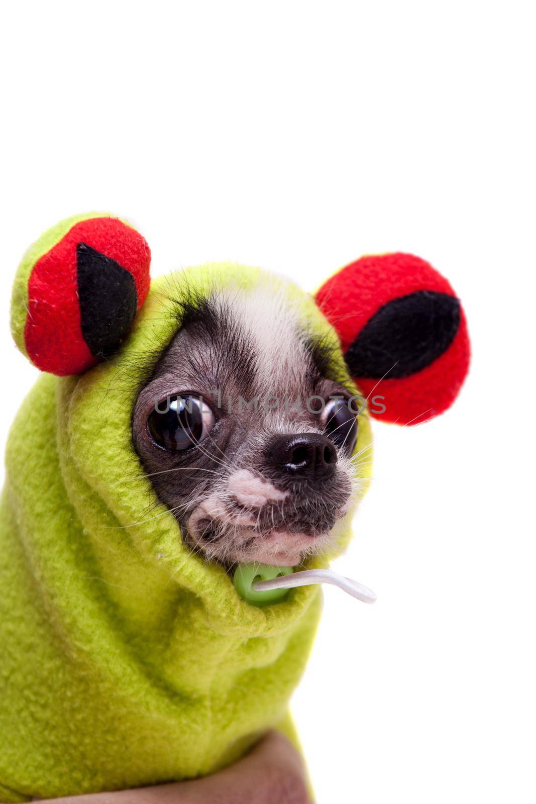 Peruvian hairless and chihuahua mix dog in frog costume isolated on white background