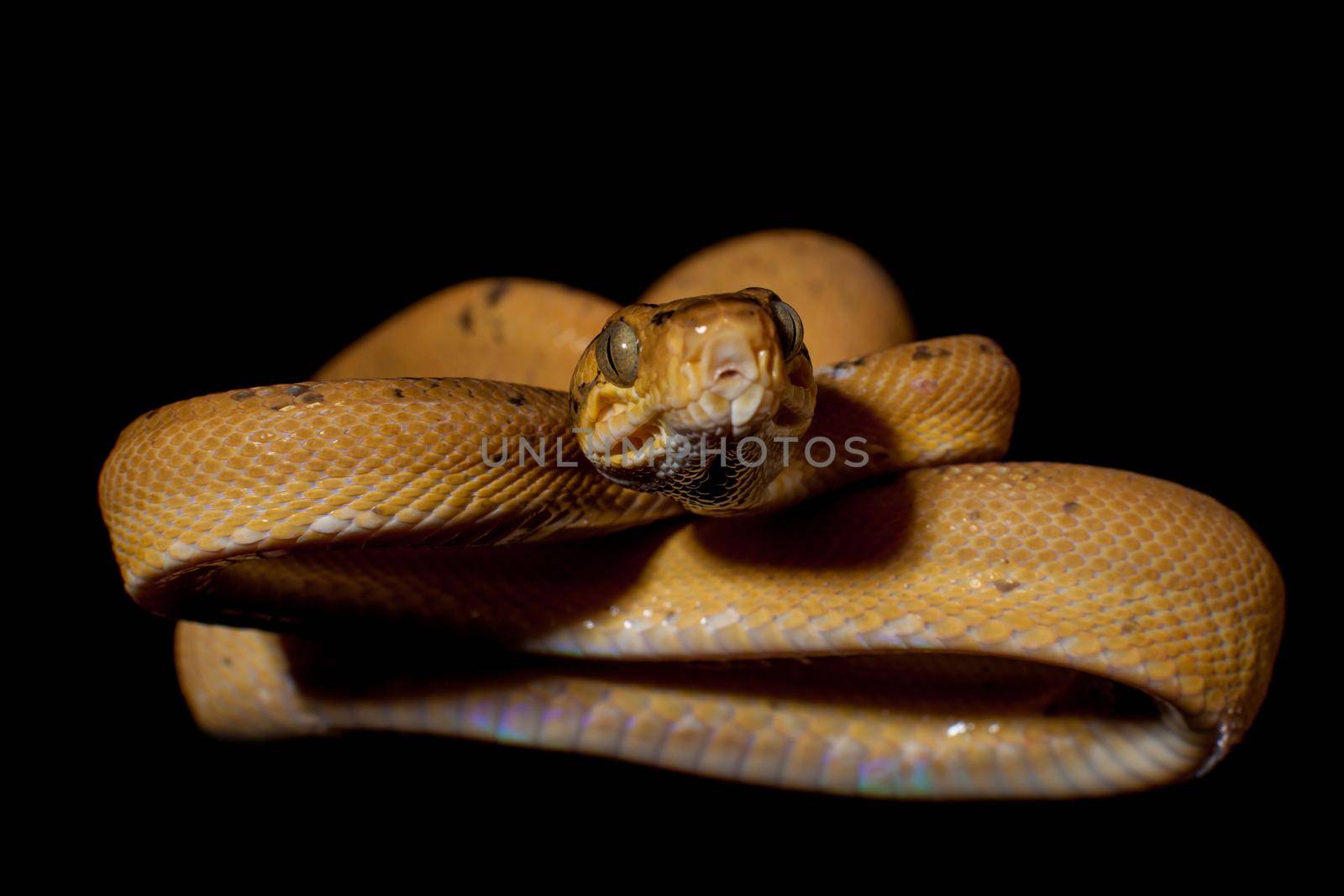 Red Amazon tree boa isolated on black by RosaJay