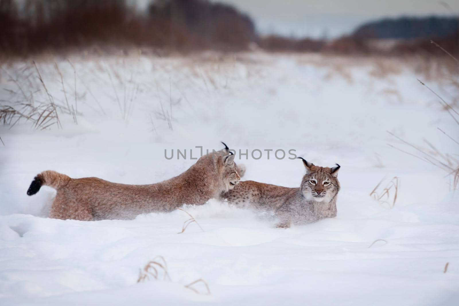 Abordable Eurasian Lynx, portrait in winter field by RosaJay