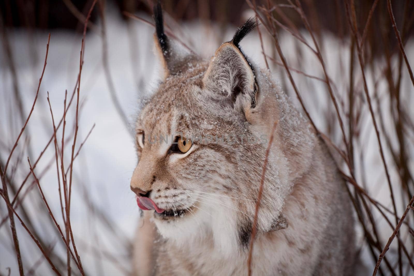 Abordable Eurasian Lynx, portrait in winter field by RosaJay