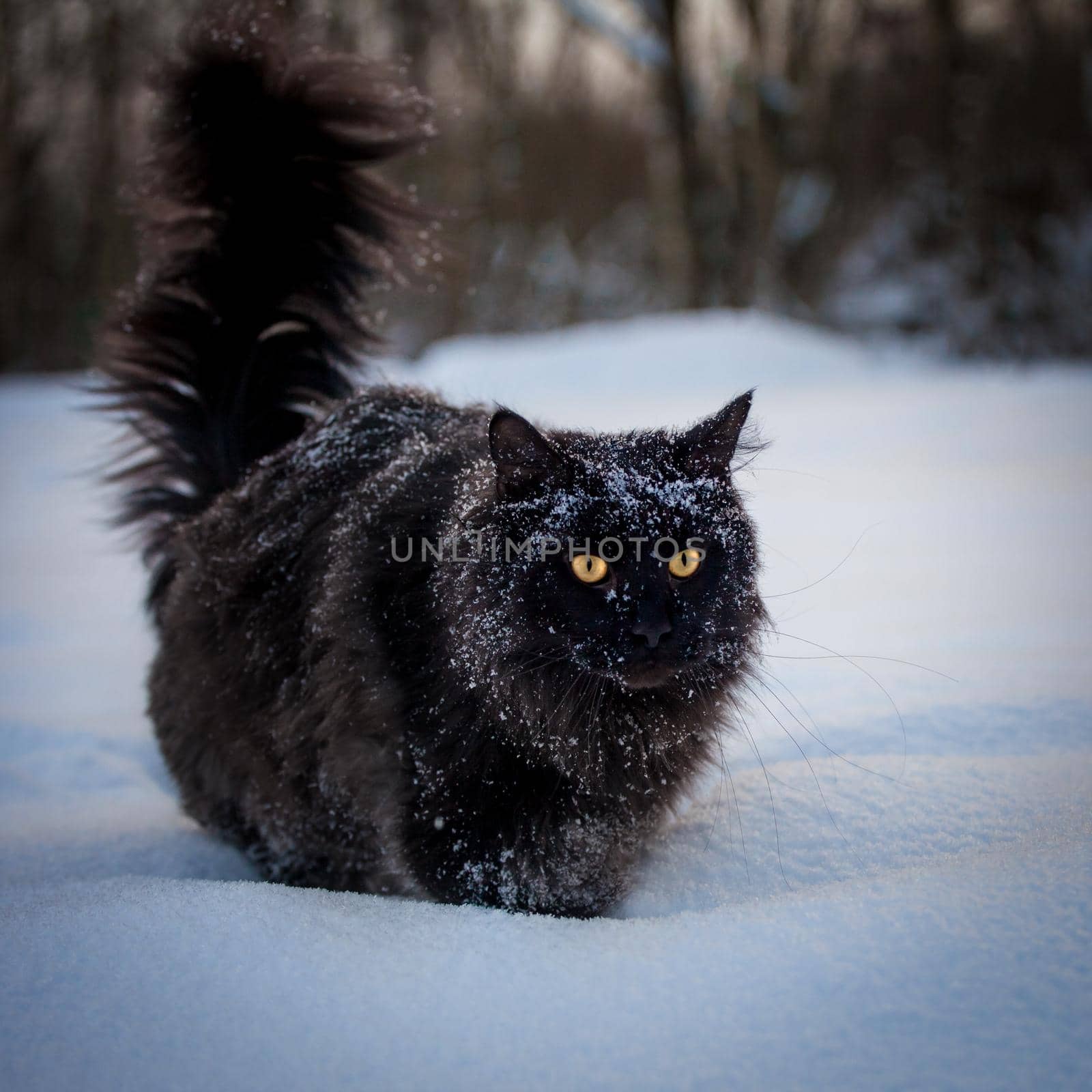 Black Maine Coon cat portrait in winter field by RosaJay