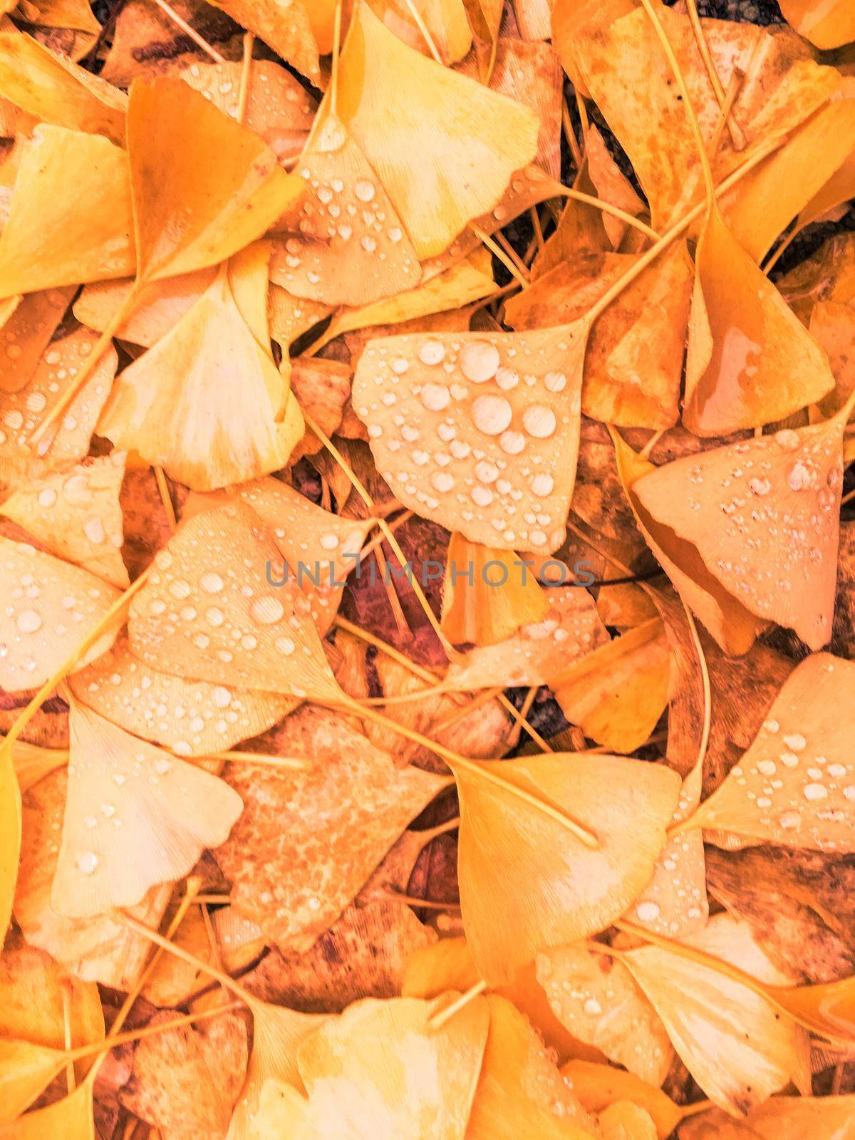 Autumn leaves and trees, nature background by Anneleven