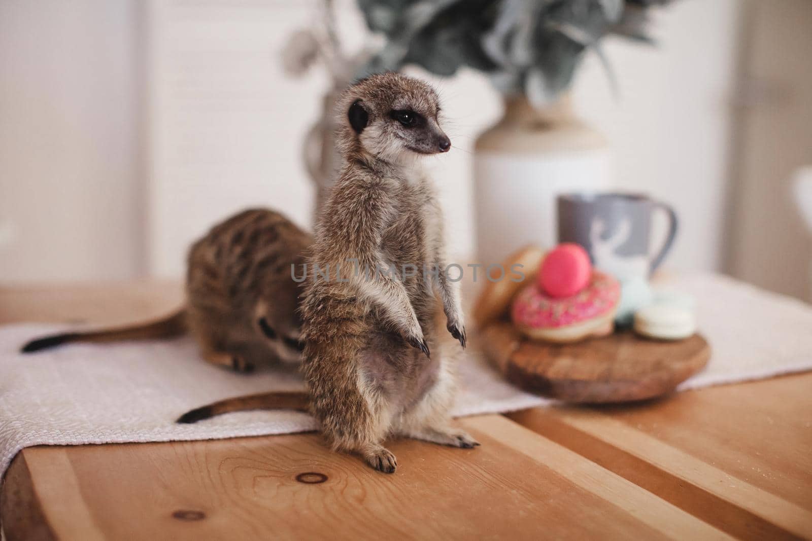 The meerkats or suricates, Suricata suricatta, eating sweets and donuts