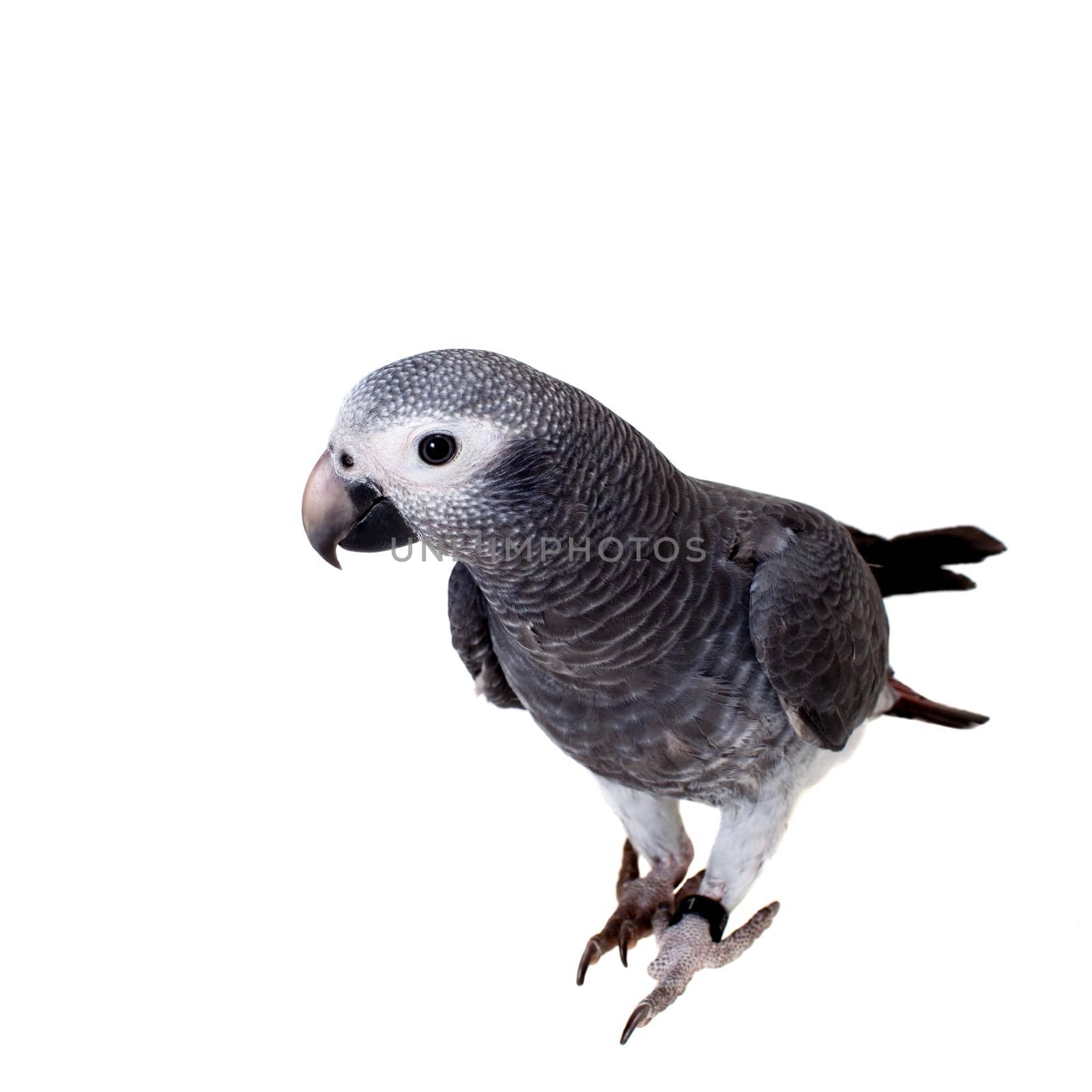 African Grey Parrot, Psittacus erithacus timneh, isolated on white background