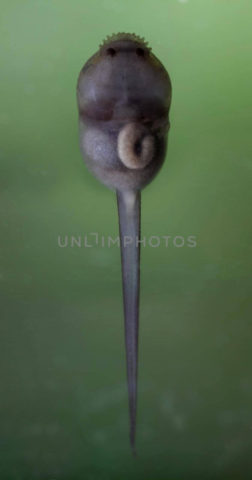 The Brazilian horned frog tadpole, Ceratophrys aurita