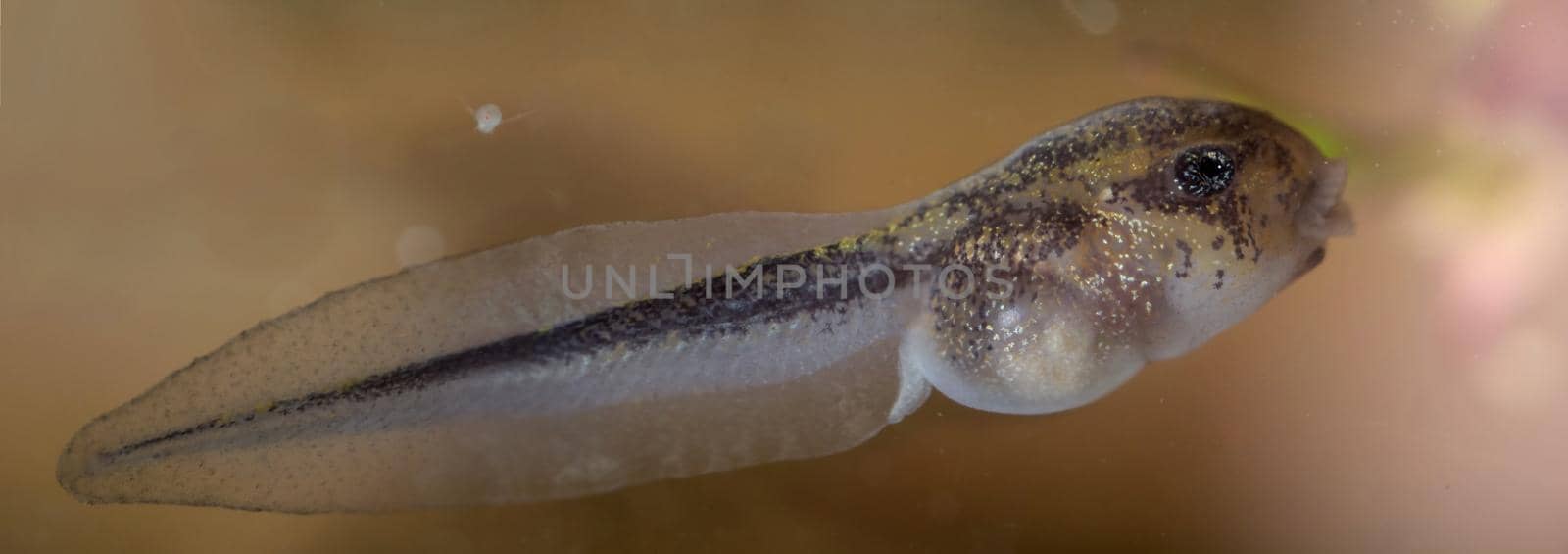 The Brazilian horned frog tadpole, Ceratophrys aurita