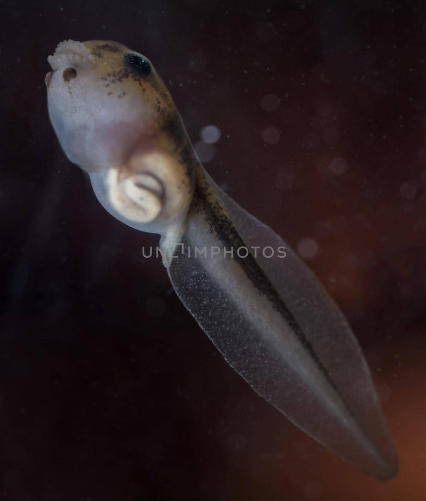 The Brazilian horned frog tadpole, Ceratophrys aurita