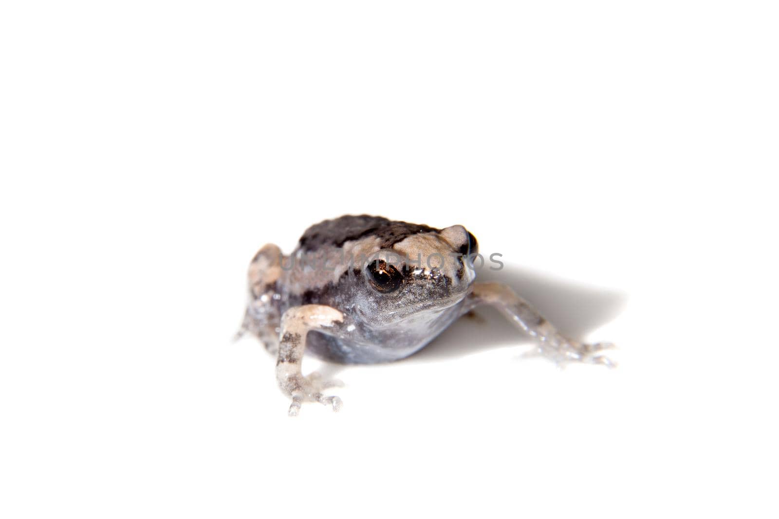 The banded bullfrog, Kaloula pulchra, isolated on white background