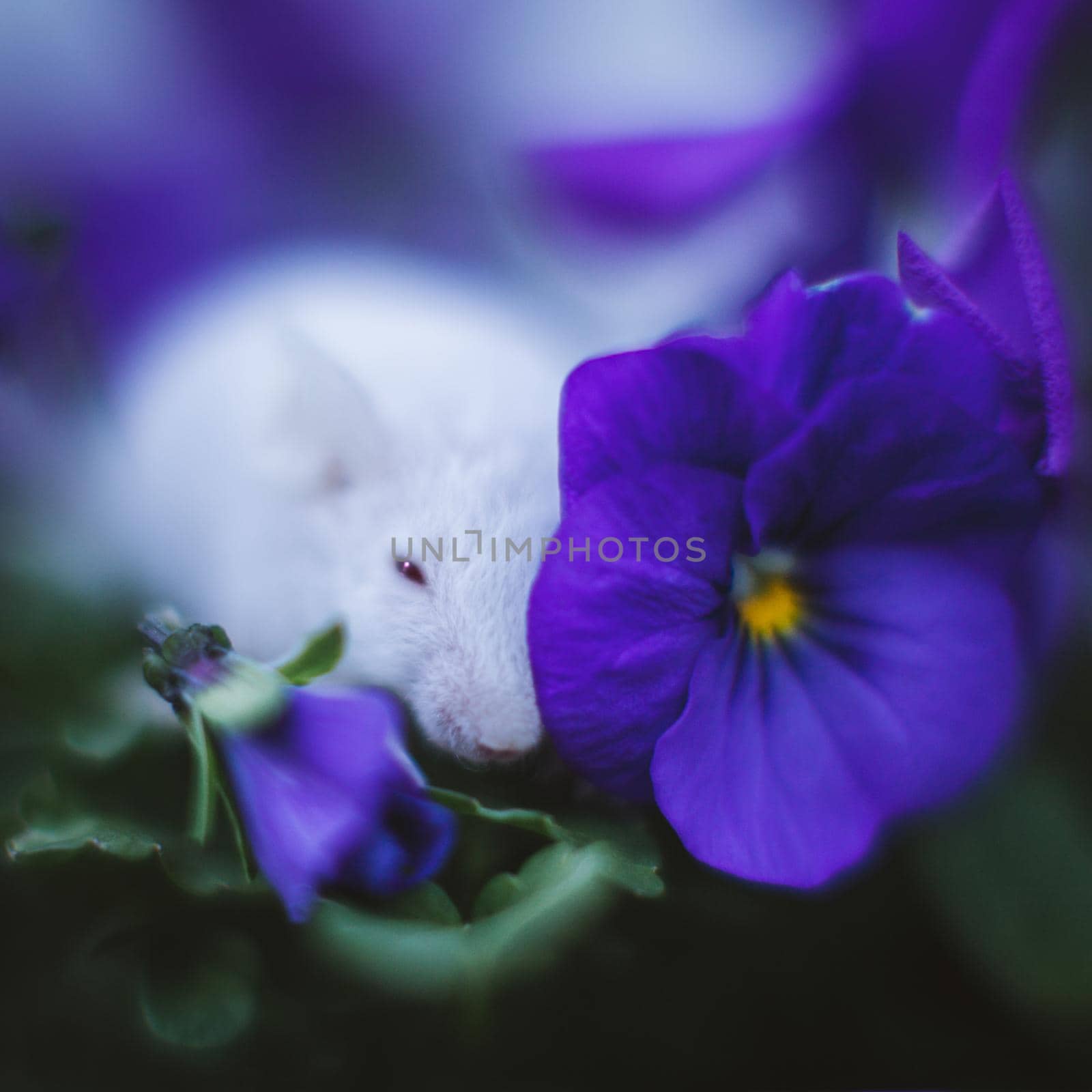 White mouse, Mus musculus in a garden with pansies